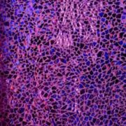 Doll Outfit - Purple Sea Pebble